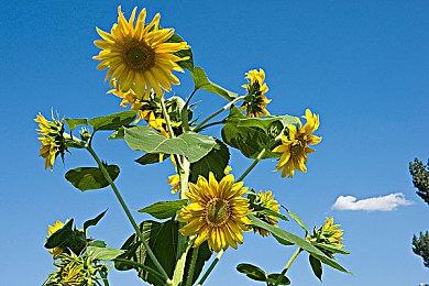 《最终幻想7：永恒危机》Steam页面上线 无中文锁国区